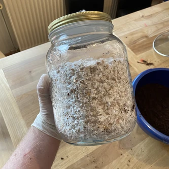 100% colonized grain jar before shaking