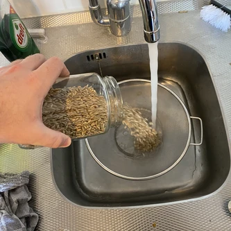 Dumping grains into colendar with water