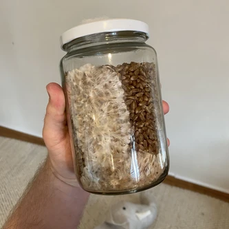 30% colonized grain jar