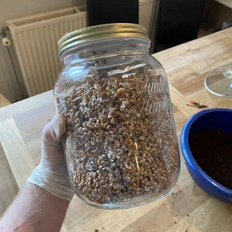 100% colonized grain jar after shaking