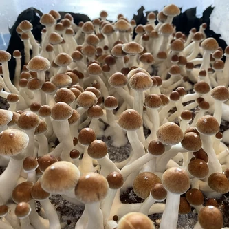 First mushroom tub side view
