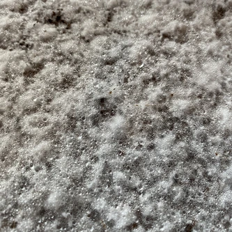 Water beads forming on top of the mycelium