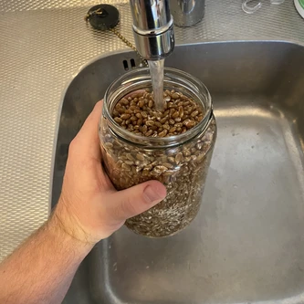 Filling broken up grain jar with water under tap
