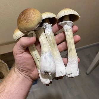 Holding big mushrooms
