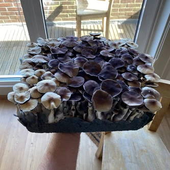 Second mushroom tub side view