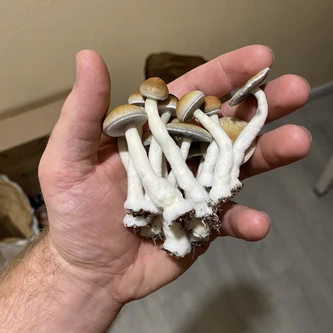 Holding small mushrooms